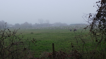 Sheep