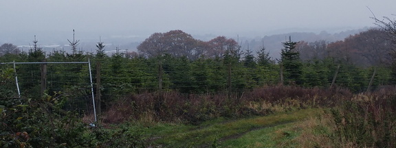 Christmas tree plantation