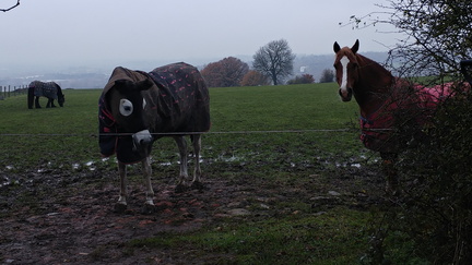 Horses