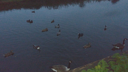 Waterfowl