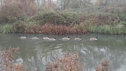Geese
