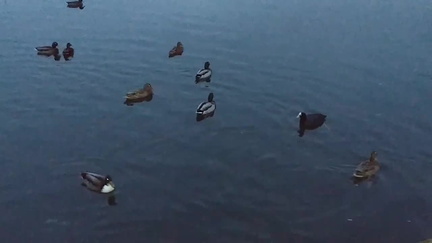 Waterfowl