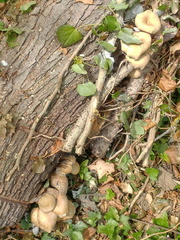 Mushrooms