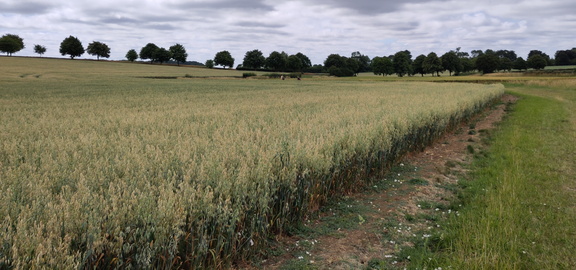 Field