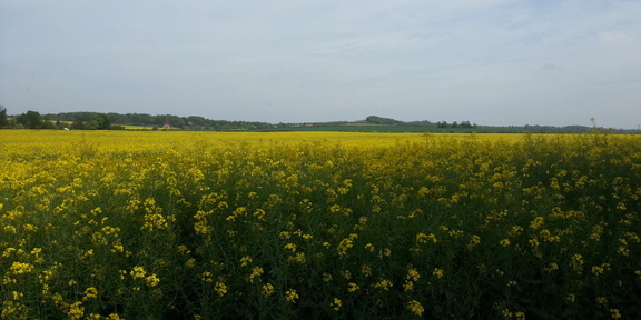 Field