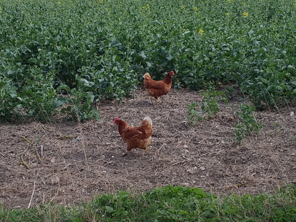 Chickens