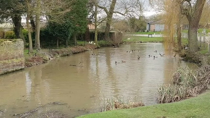 Ducks