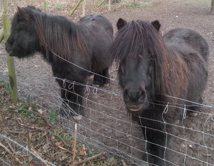 Horses