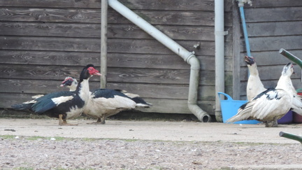 Ducks