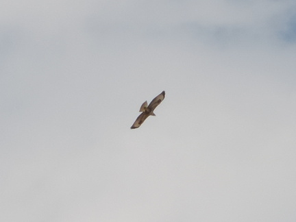 Bird of Prey