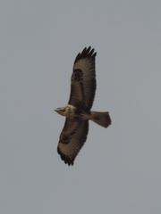Bird of Prey