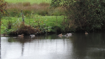 Ducks