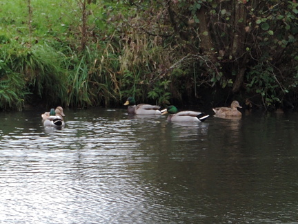 Ducks