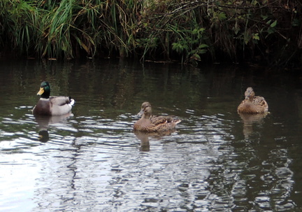 Ducks