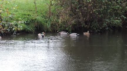 Ducks