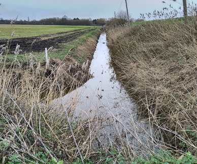 Ditch