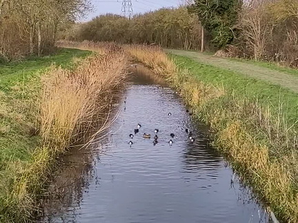 Ducks