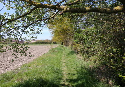 Shady path