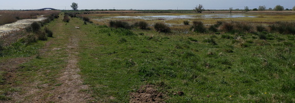 Marshland