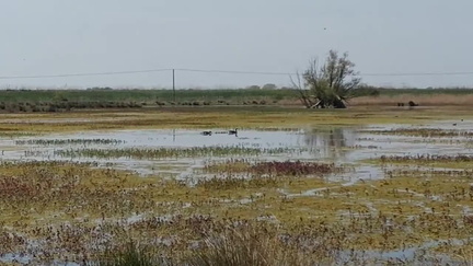Geese