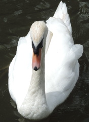 Swan