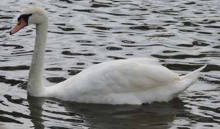 Swan