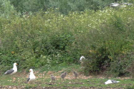 Chicks