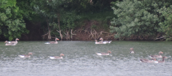 Geese