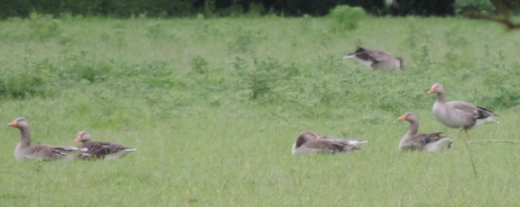 Geese