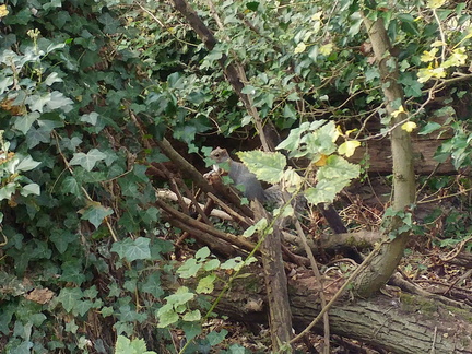 Squirrel