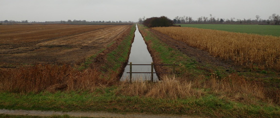 Ditch