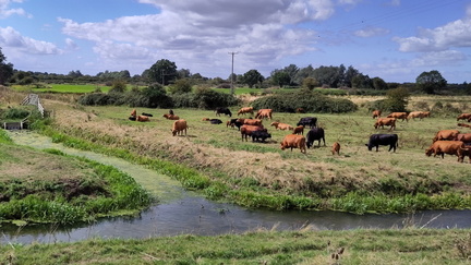Cattle