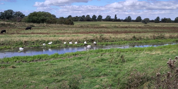 Swans