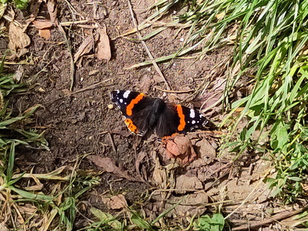 Butterfly