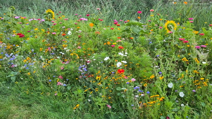 Wild garden
