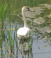 Swan