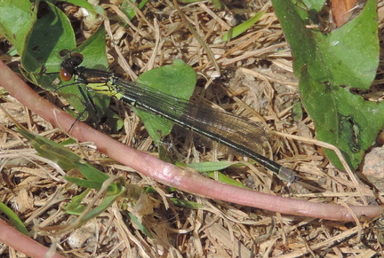 Insect