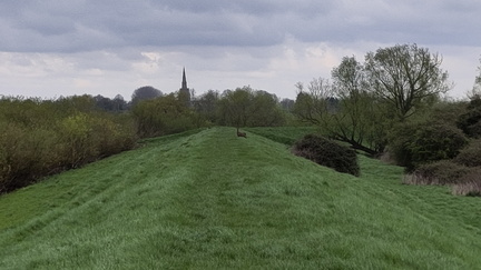 Deer
