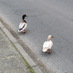 Ducks
