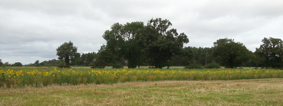 Sunflowers