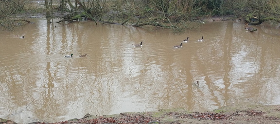 Ducks and geese