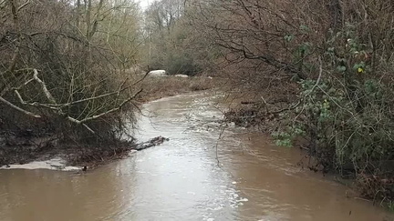 Brook