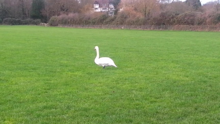 05-Swan