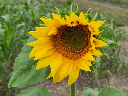 Sunflower