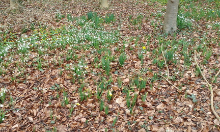 Snowdrops and Daffodils