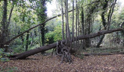 Trees