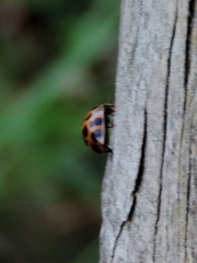 Ladybird