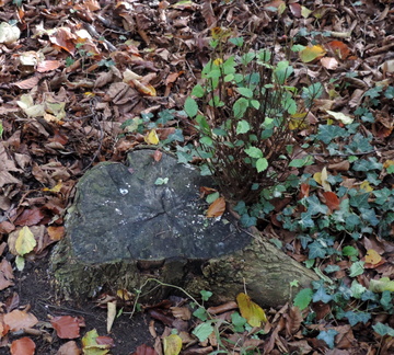 Sprouting stump