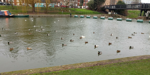 Ducks