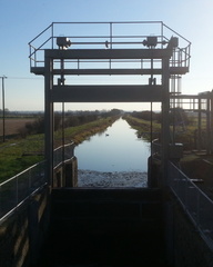 Swan against the lock